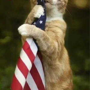 Kitteh Patriot 01.webp