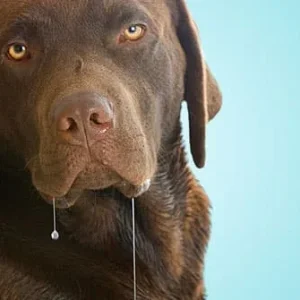 jiu_rf_photo_of_drooling_chocolate_lab.webp