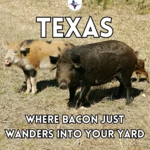 Texas Bacon.webp