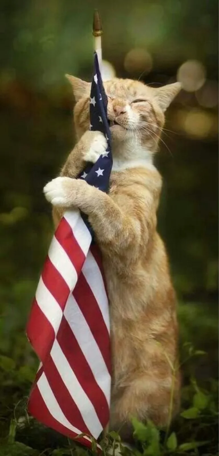 Kitteh Patriot 01.webp