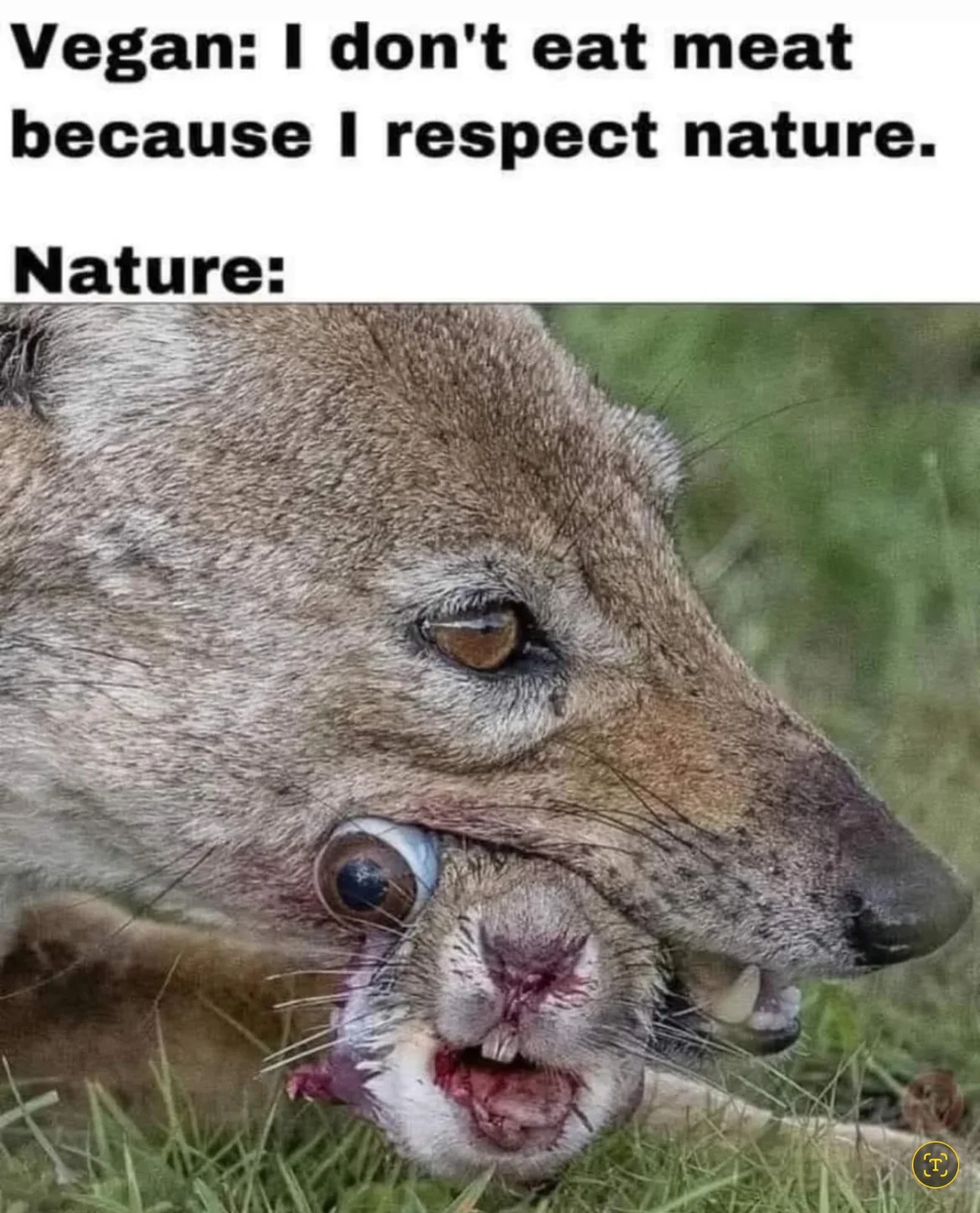vegans Respect Nature.webp